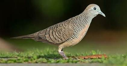 Perkutut Dewasa Betina