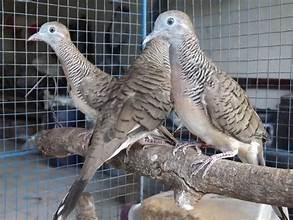 Perkutut Anakan Betina