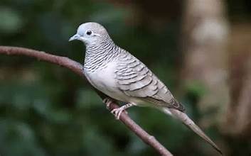 Perkutut Dewasa Jantan